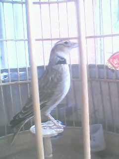 IMG0276A.jpg