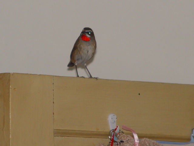 DSC05219.JPG