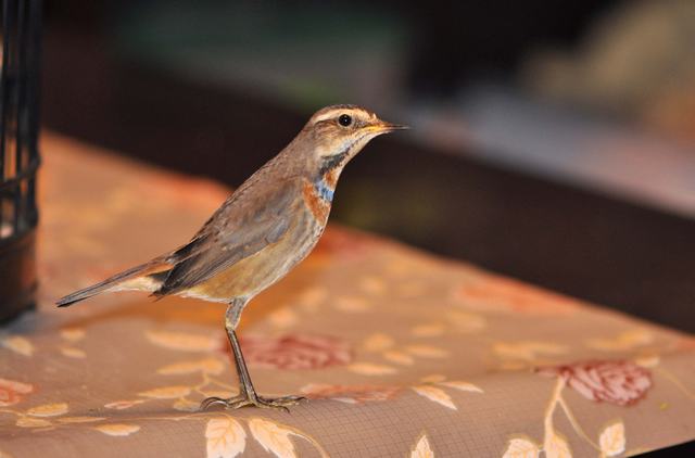 DSC_0989.JPG