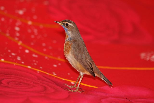 DSC_1049.JPG