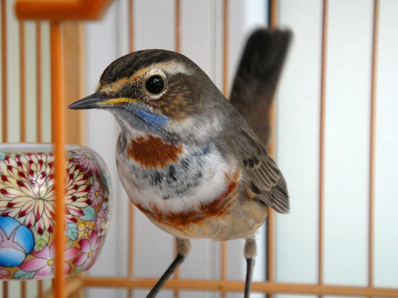 DSC02111_副本.jpg