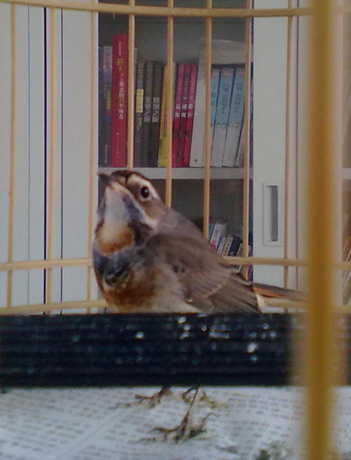 蓝红歌鸲20120329.JPG