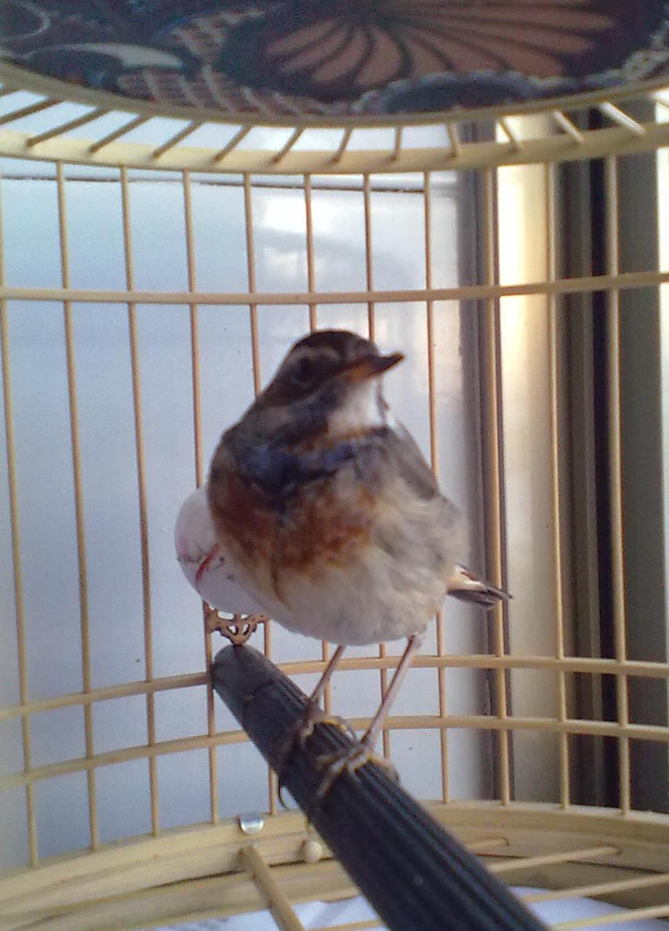 蓝喉歌鸲20120327.JPG
