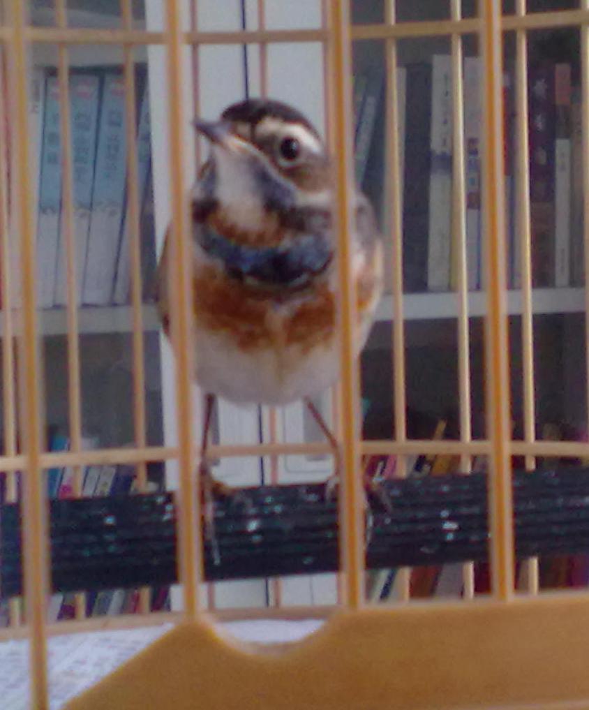 蓝红歌鸲201203293.JPG
