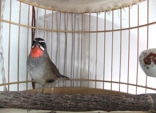 DSCF2388.jpg