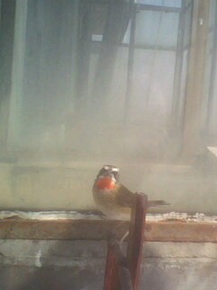 IMG0367A.jpg
