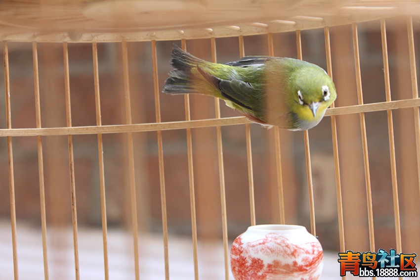 粉眼1.jpg