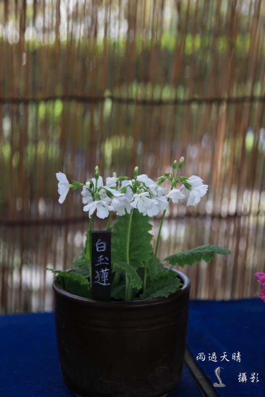 conew_dpp_00060.jpg