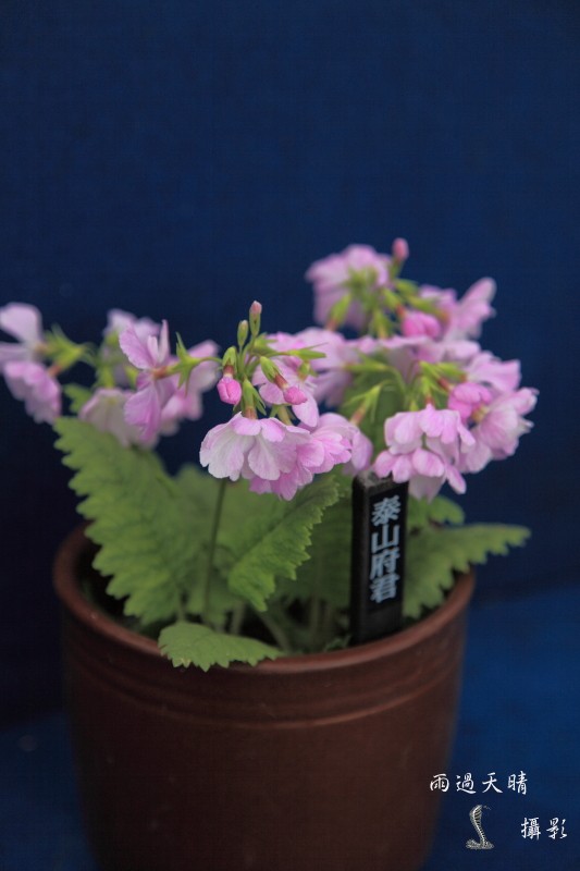 conew_dpp_00013.jpg