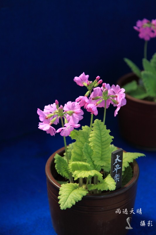 conew_dpp_00024.jpg