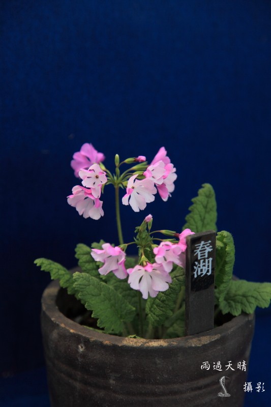 conew_dpp_00021.jpg