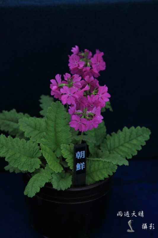 conew_dpp_00231.jpg