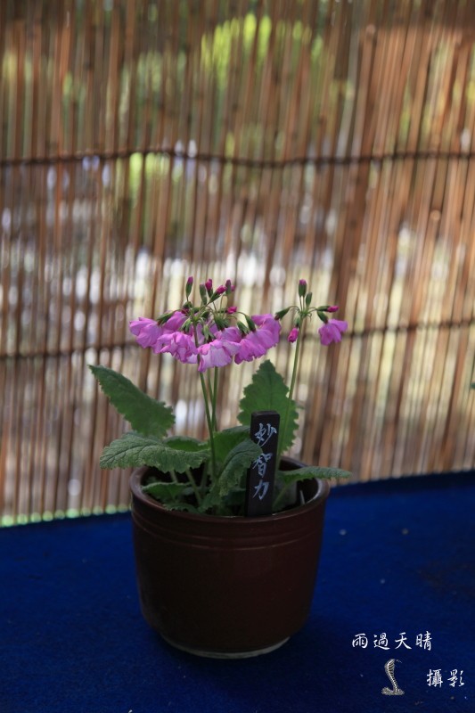 conew_dpp_00058.jpg