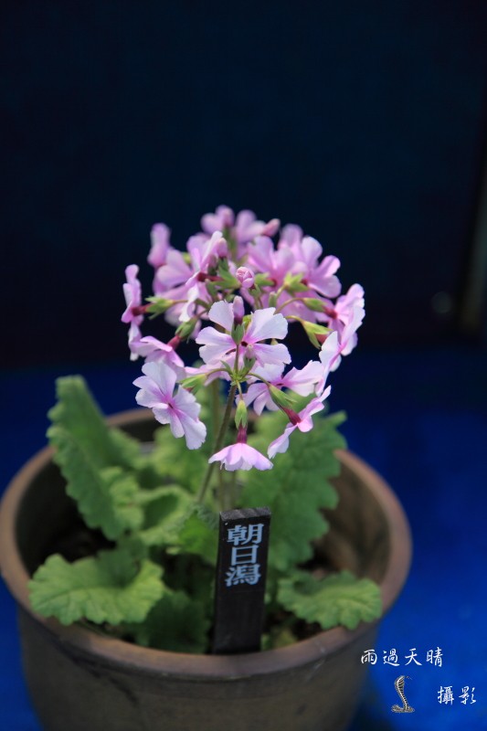 conew_dpp_00027.jpg