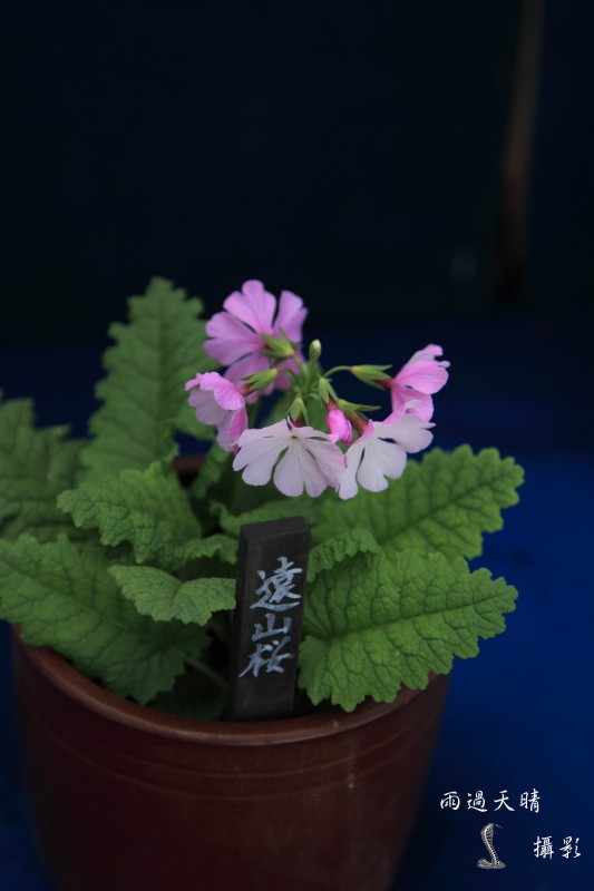 conew_dpp_00228.jpg