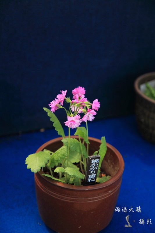 conew_dpp_00031.jpg