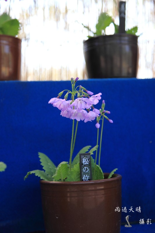 conew_dpp_00053.jpg