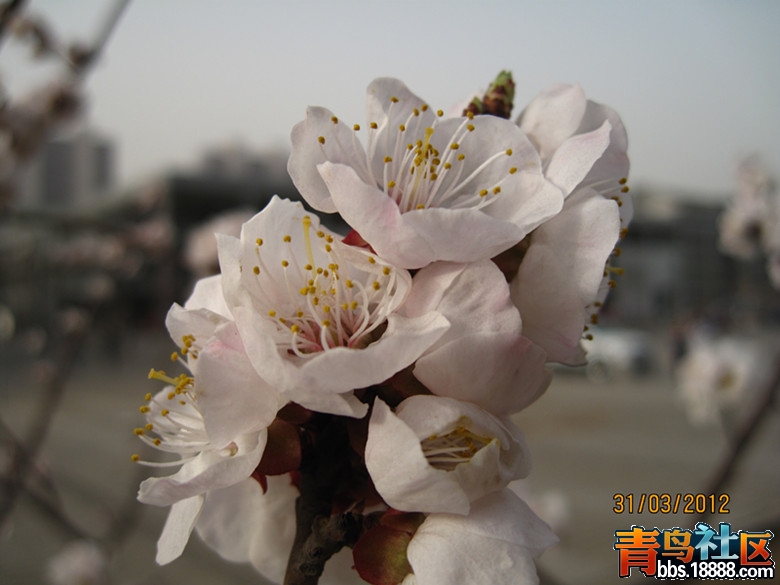 河北师范大学新校区白玉兰.JPG
