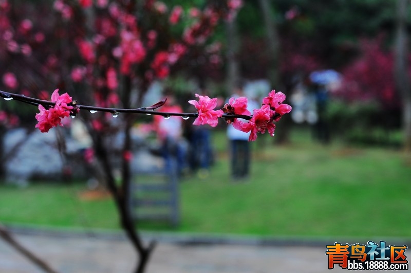 DSC_0063.JPG