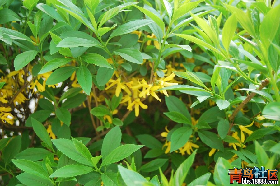 4小区花开.jpg