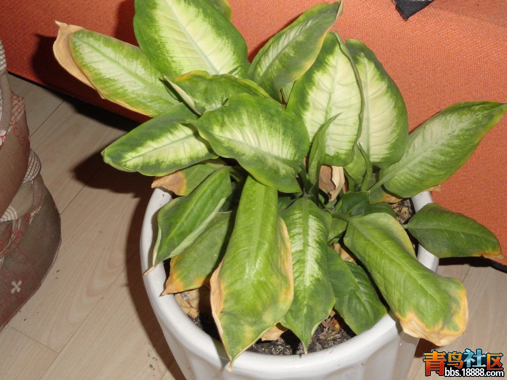DSC00125新.jpg