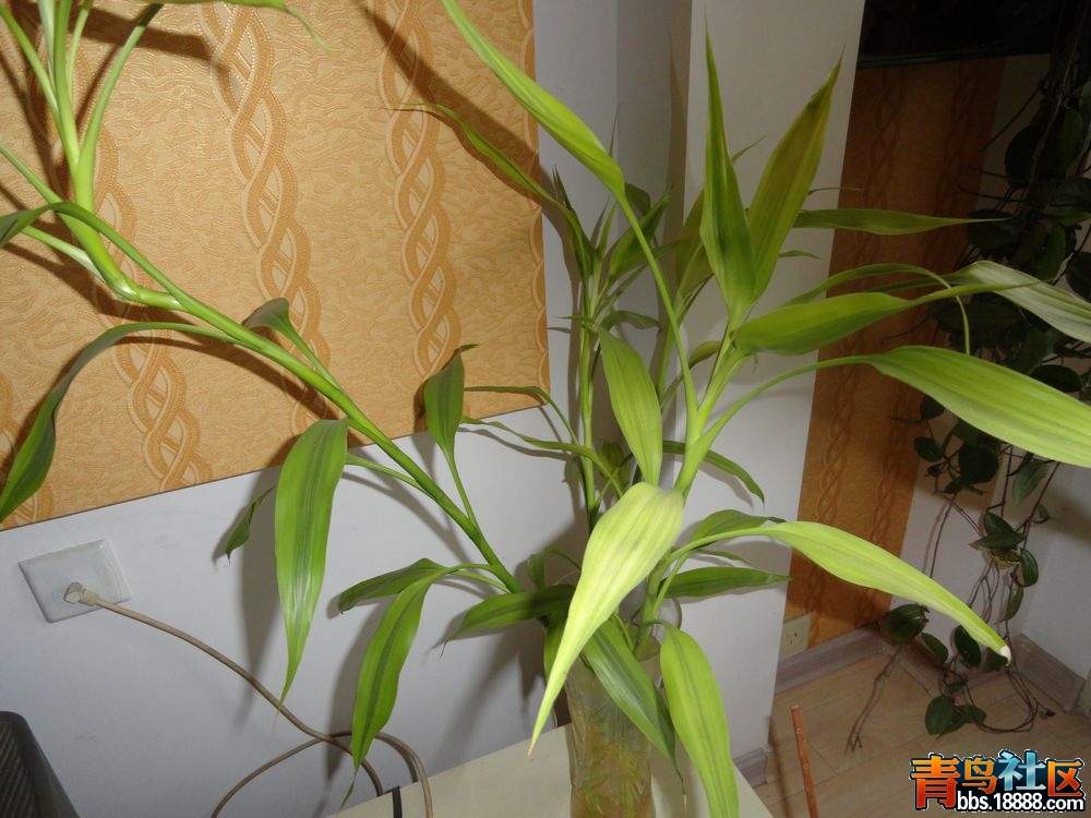 DSC00108新.jpg