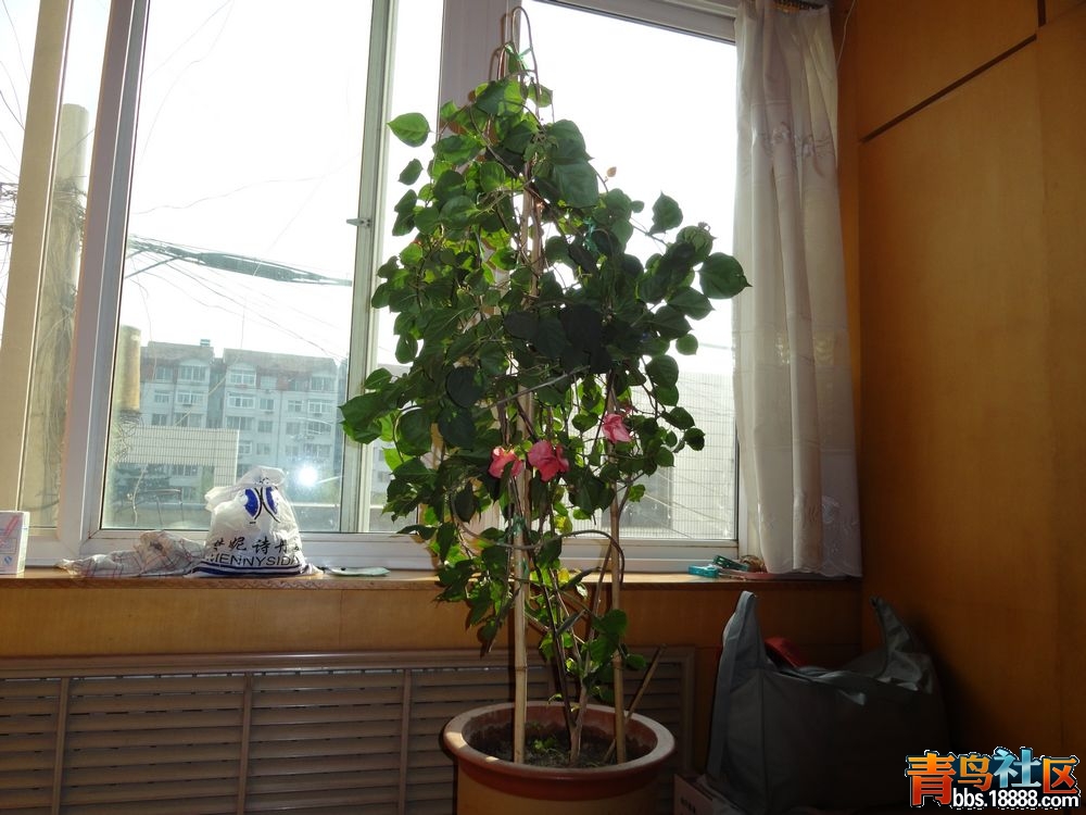 DSC00003新.jpg