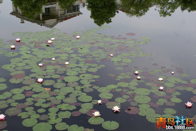 睡莲-10.jpg