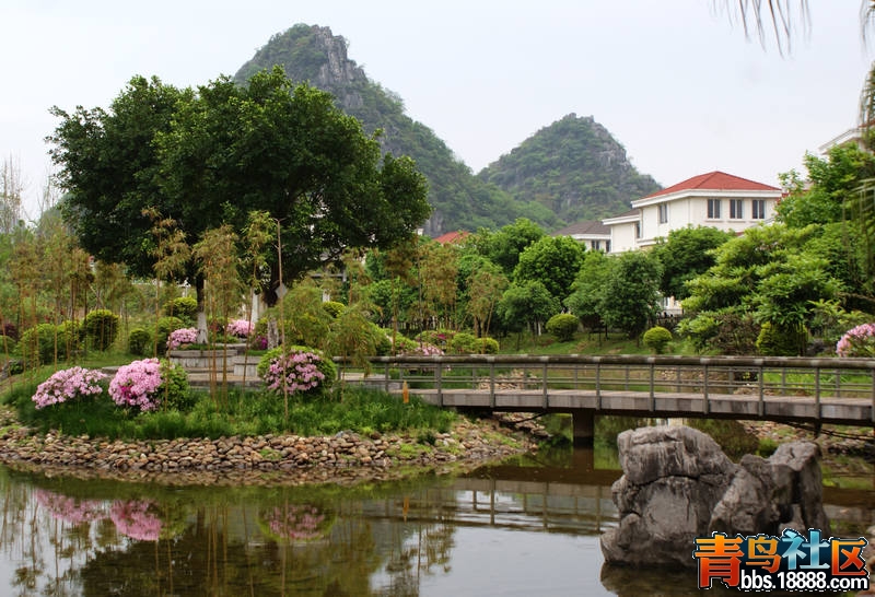 杜鹃-8.jpg