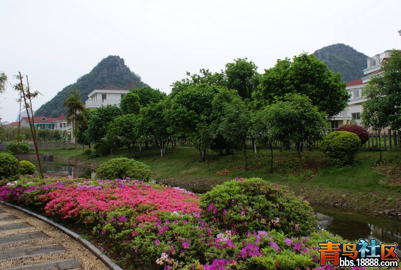 杜鹃-3.jpg