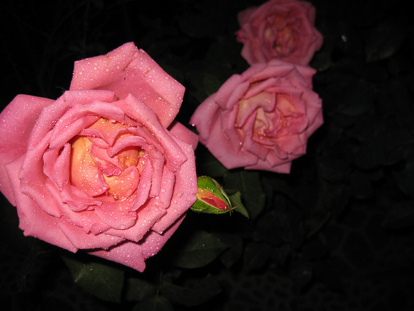 IMG_1771_副本.jpg