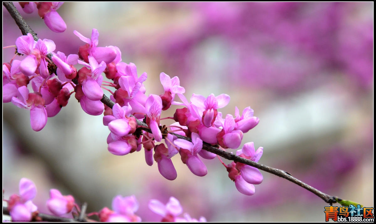 紫荆花开2.jpg