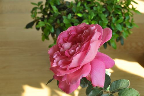 DSC_0218.JPG