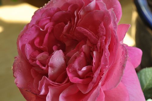 DSC_0219.JPG