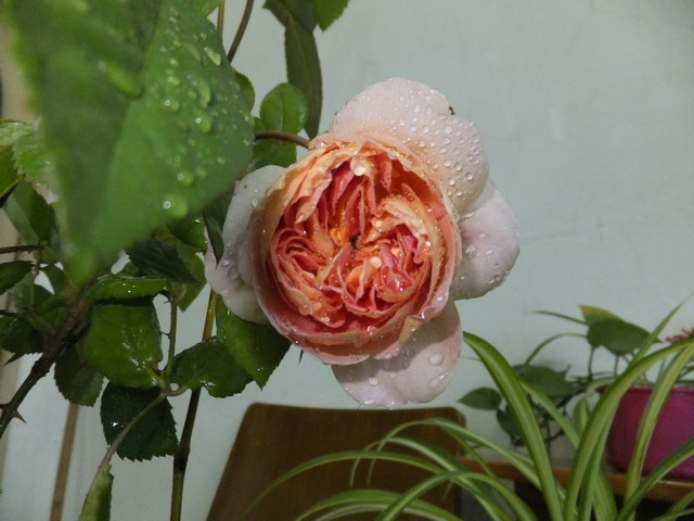 DSCF0491.jpg