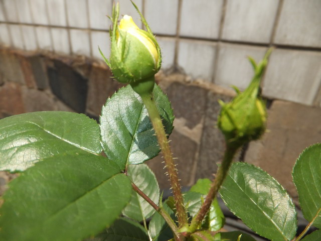 DSCF0506.jpg