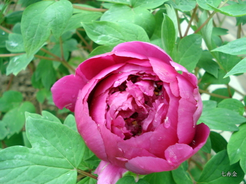DSC08683.JPG