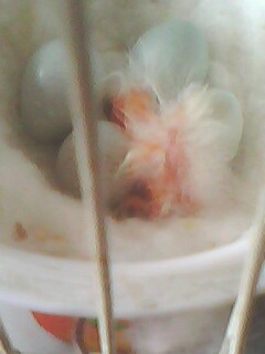 IMG0252A.jpg