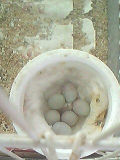 IMG0266A.jpg