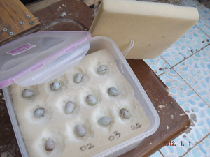 DSCF0085.JPG