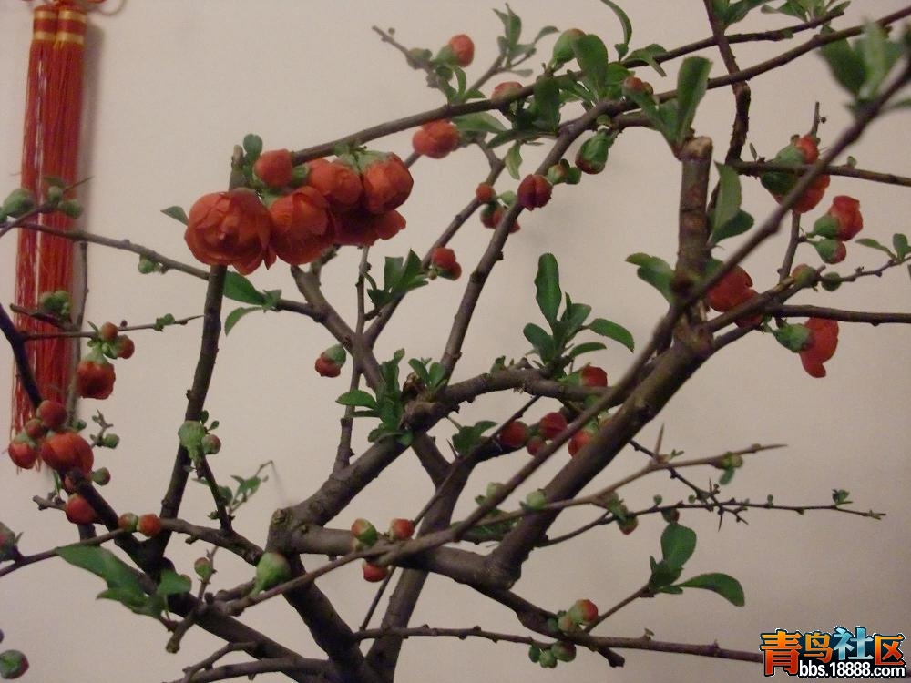 照片 079.JPG