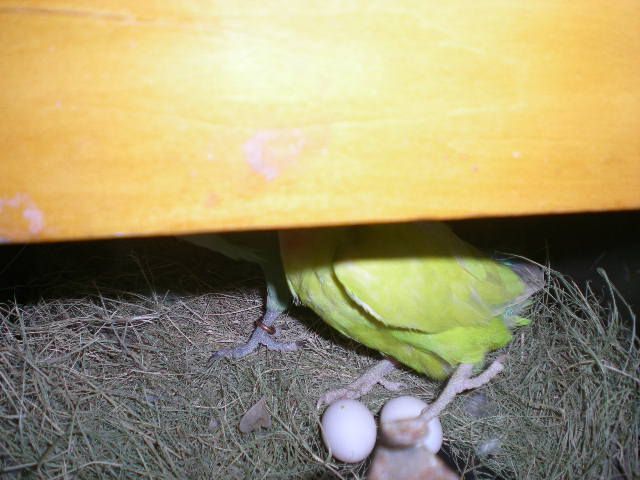 DSCN9781.JPG