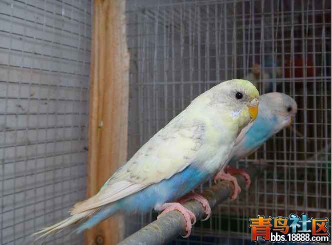 黄面珍珠母.jpg