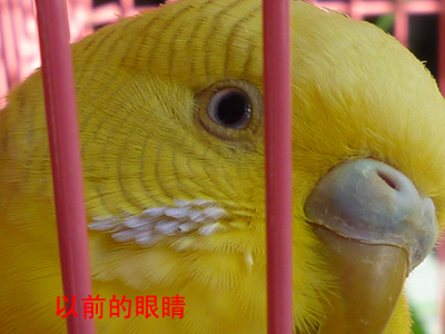 都都以前眼睛.jpg