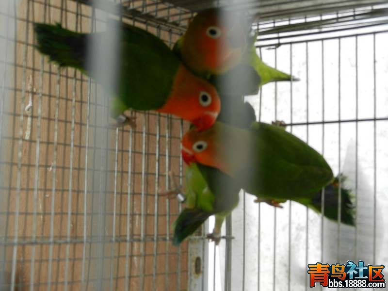 DSCN0103.jpg