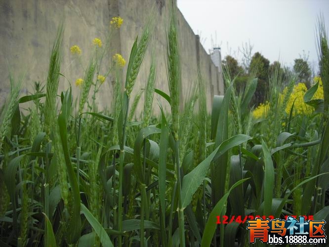 调整大小 CIMG0044.JPG
