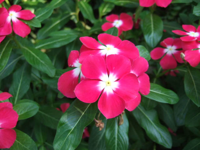 DSCF2341.JPG
