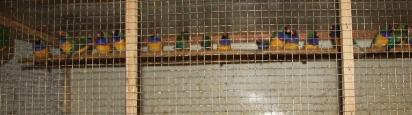 鸟8.jpg