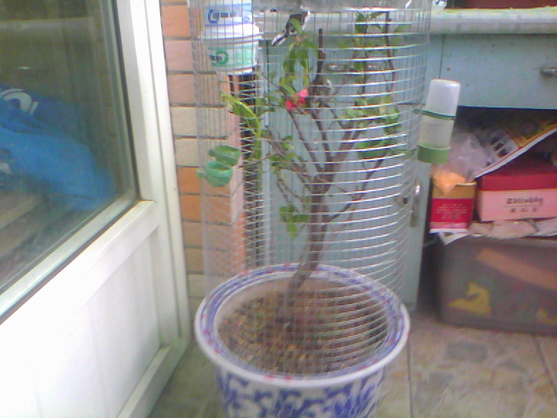 20120415A004.jpg