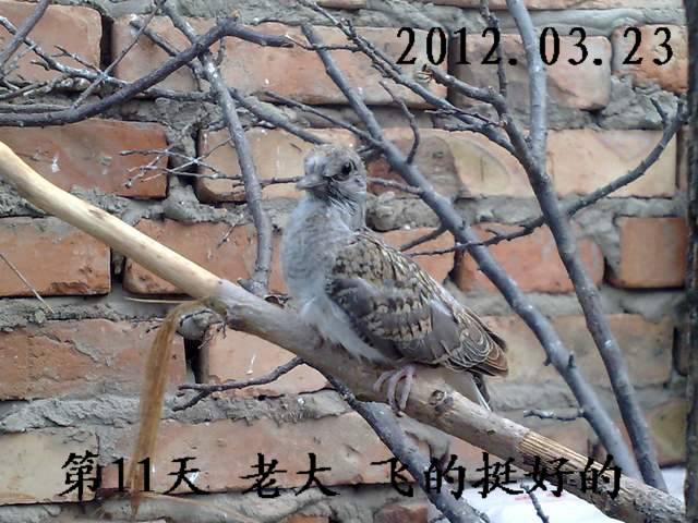 201204235427.jpg